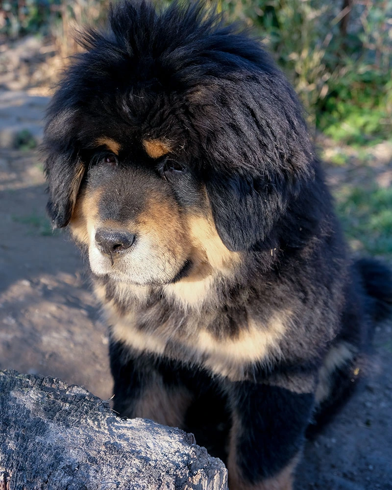 Bébé dogue du Tibet noir et feu