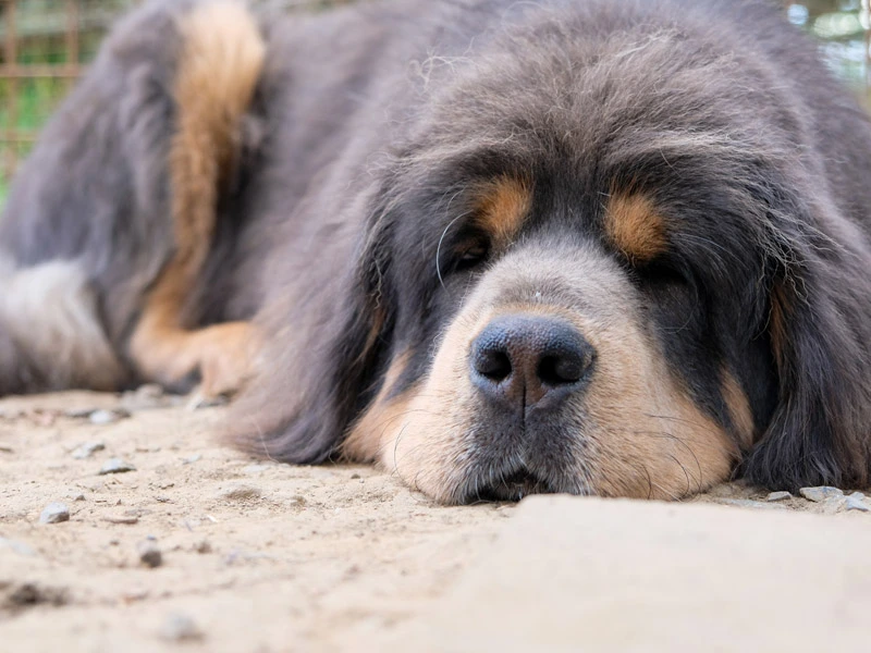 nous faisons tester nos chiens pour la thyroïde