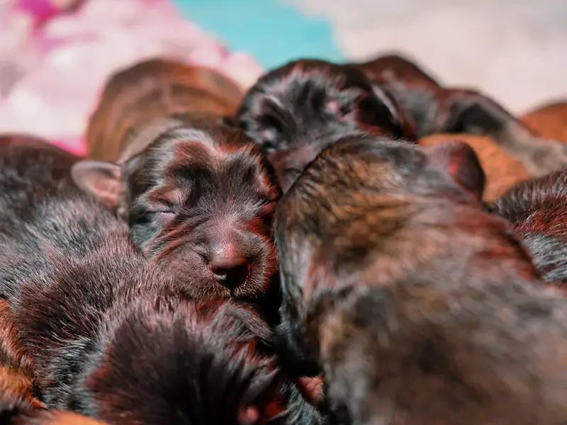 Les bébés de Dawa sont là