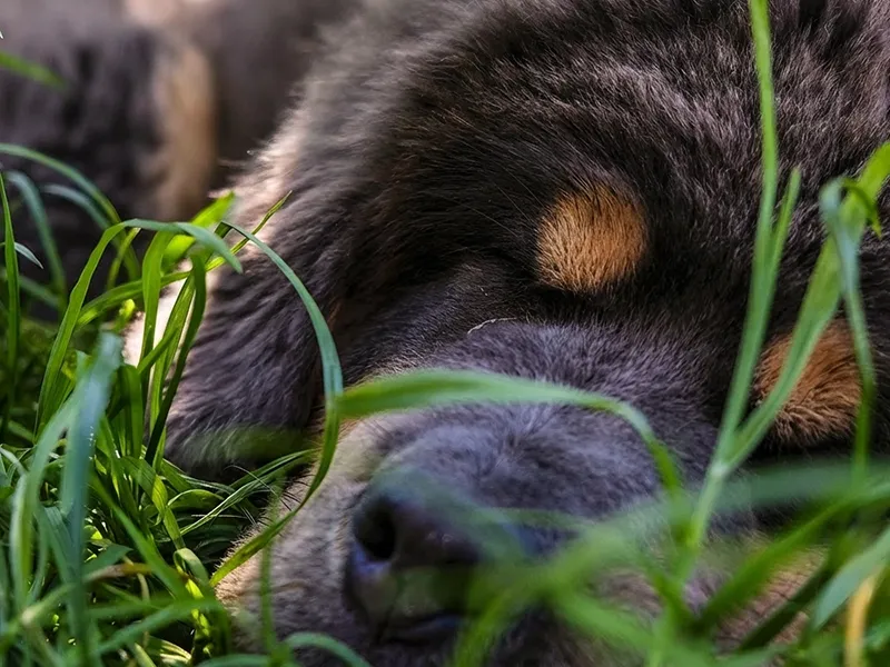 Something Royal Valhalla Pride