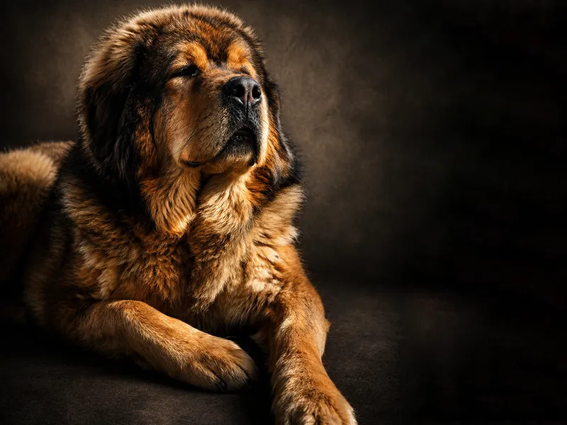 Windu Maitreya de la Vallée du Kyl