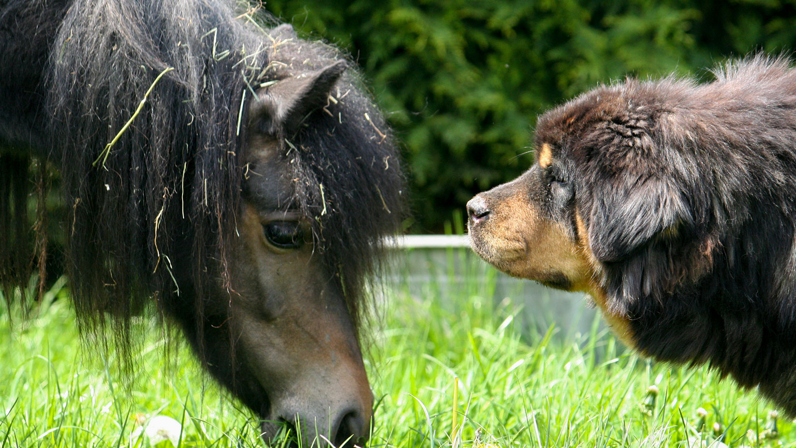 Poney et dogue du Tibet, une rencontre inoubliable