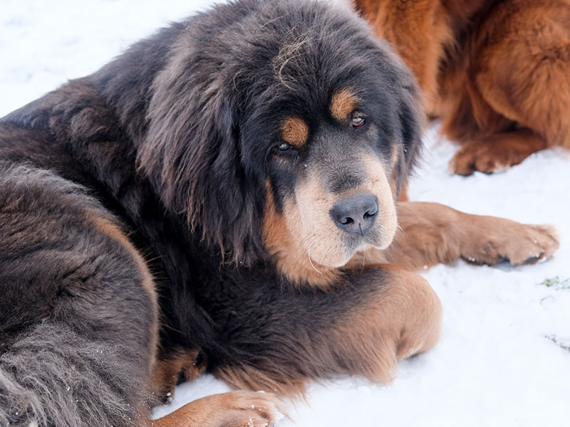 Femelle dogue du Tibet de couleur bleu