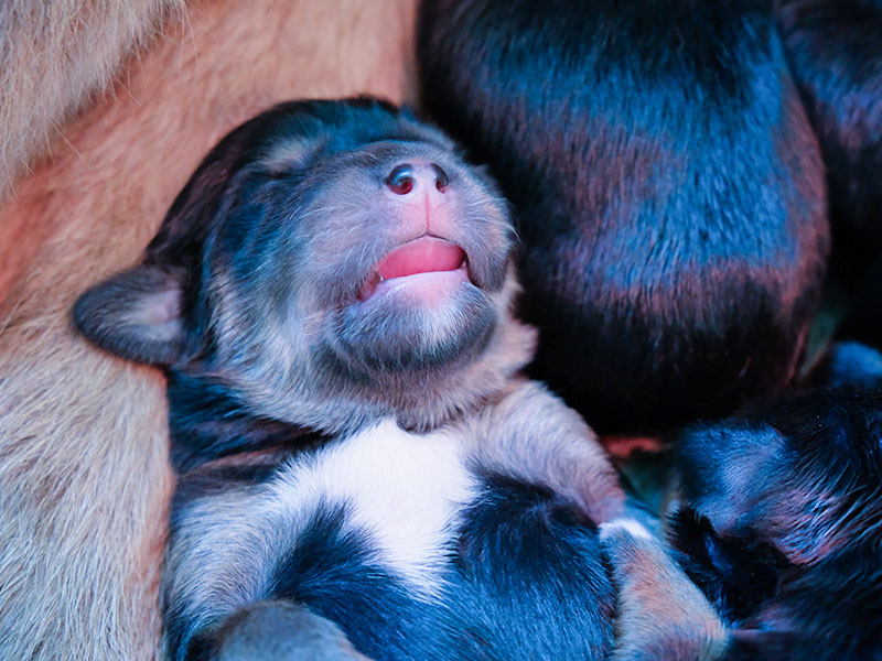 Des chiots tibétains