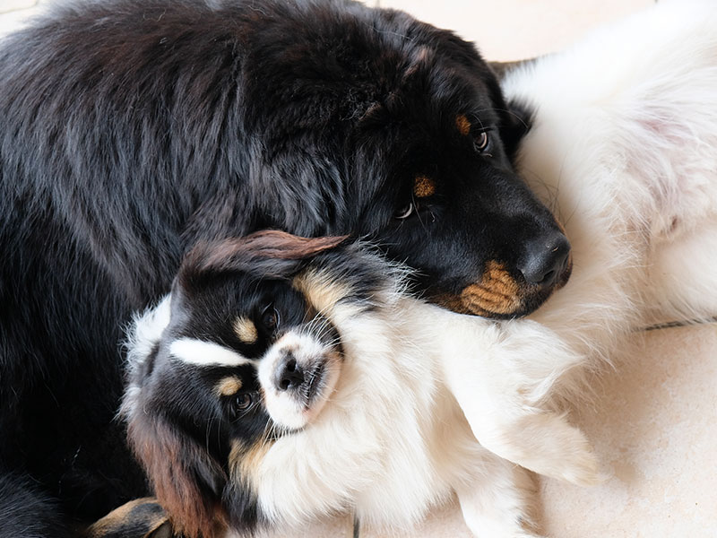 Dogue du tibet et épagneul tibétain