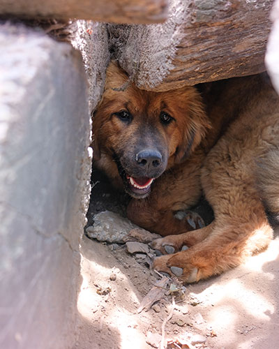 Femelle dogue du Tibet de couleur fauve