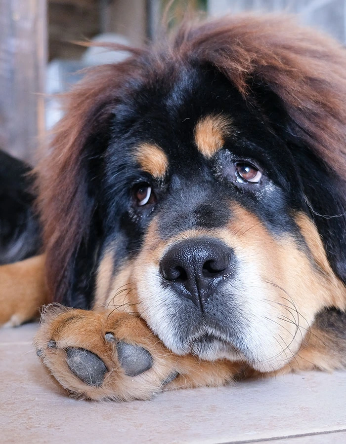 Dogue du Tibet noir et feu