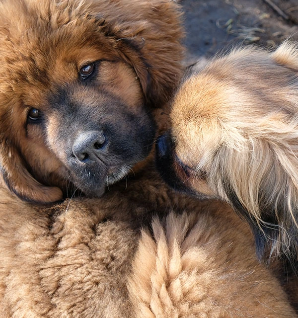 Dogue du Tibet fauve et épagneul tibétain fauve