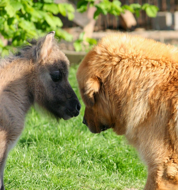 Dogue du Tibet et poney shetland