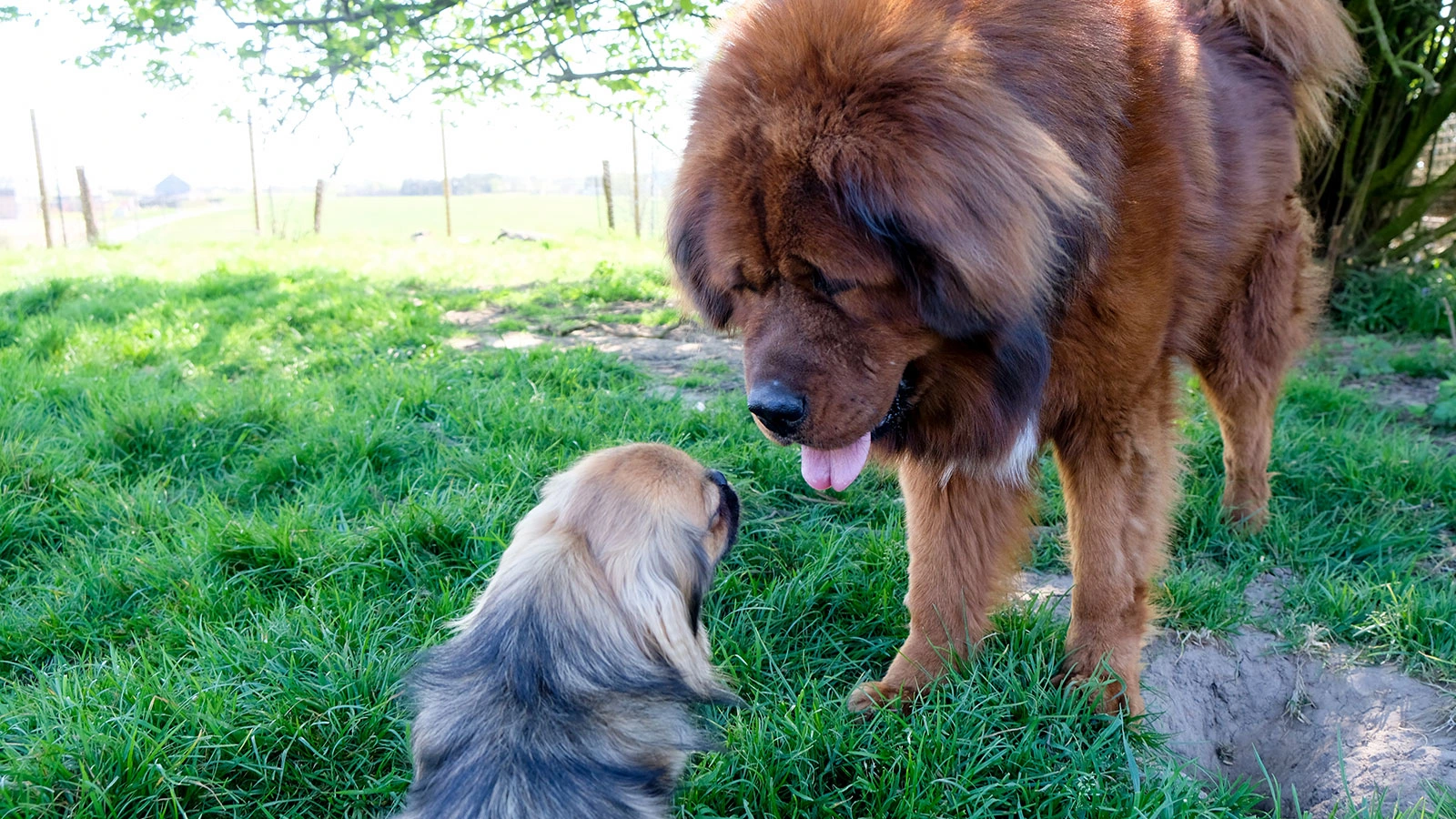 Dogue du Tibet et épagneul tibétain